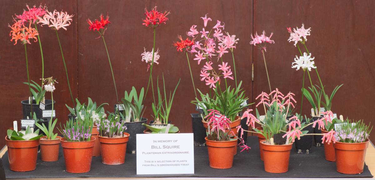 Display of Bill Squire's plants, Dorset AGS, 1/11/2018