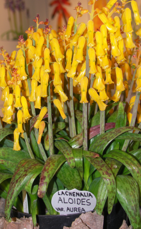//Lachenalia aloides// var. //aurea// [If you can't see the picture, perhaps your browser settings need changing.]